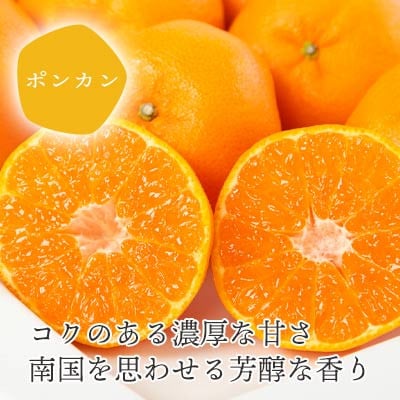 【2026年1月以降発送】愛媛の新春柑橘 芳醇な香りのポンカン5kg【D25−124】【1248058】