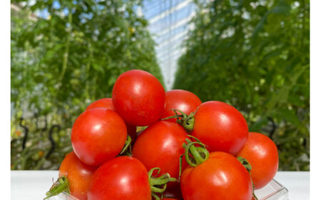 【 訳あり 】 志宝トマト シンディスイート 中玉 1.2kg [モアショップヤマモト 石川県 宝達志水町 38600593]