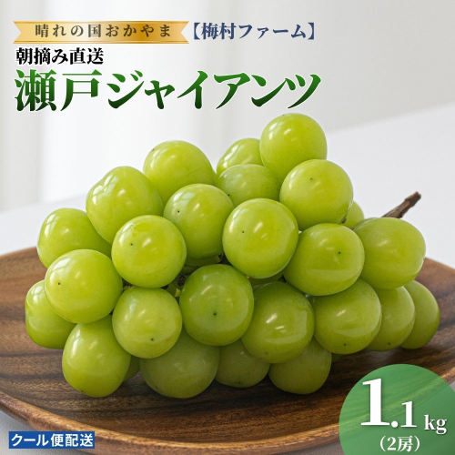 【2026年発送分 先行予約】【梅村ファーム】朝摘み直送 瀬戸ジャイアンツ（2房入り 1.1kg以上）【030-a018】