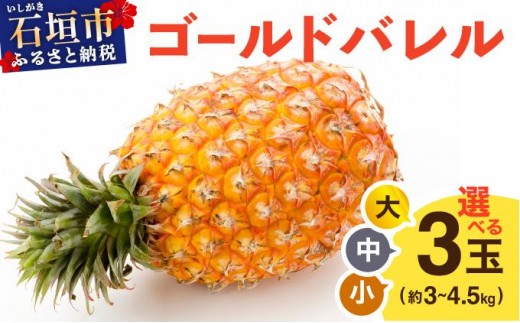 
            【大きさ選べる】ゴールドバレル 小～大 3玉 約3～4.5kg TP-15-0
          