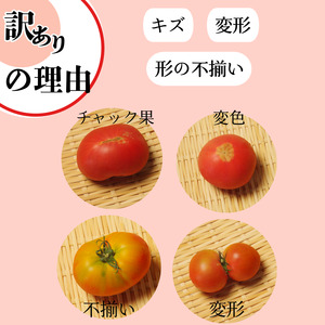 【2027年先行予約】 訳あり トマト 珊瑚樹 約1.5kg 2027年4月発送 トマト