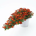 【ふるさと納税】【2024年9月～10月発送】　けんがい菊　6号鉢【1118517】