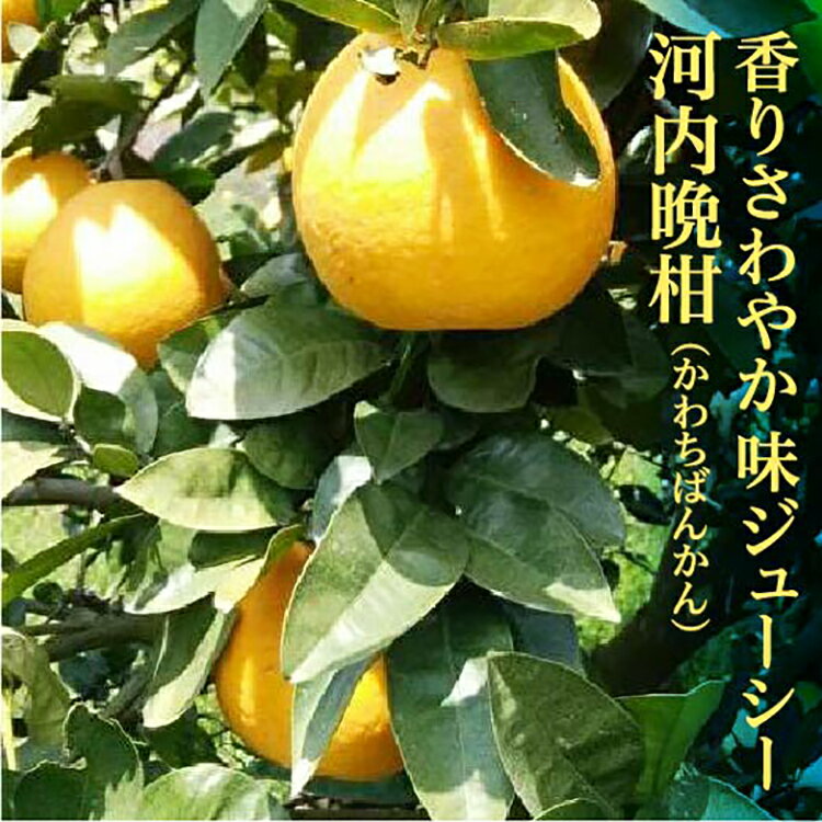【ふるさと納税】【減農薬栽培】河内晩柑 10～11kg 晩柑 柑橘 10kg 11kg 晩柑 柑橘 減農薬 佐賀県産 【 5月中旬から発送 】なくなり次第終了 | 山崎農園の河内晩柑 約10kg | 和製 グレープフルーツ 柑橘類 b-335