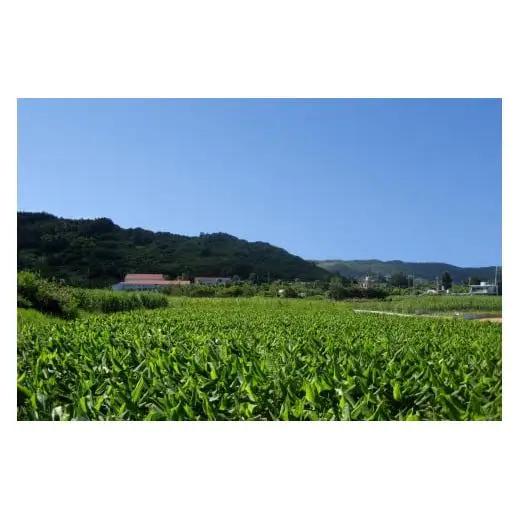 4種のウコンと5種の美健素材（SAKEKING10個セット）   
