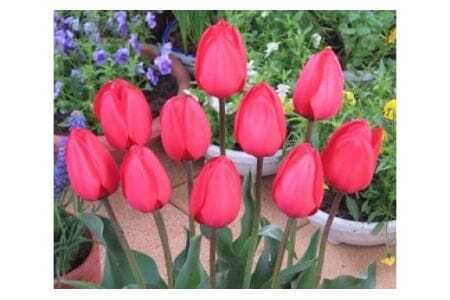 【期間限定】チューリップ球根（特大球） 70球入 新潟県花卉球根農業協同組合