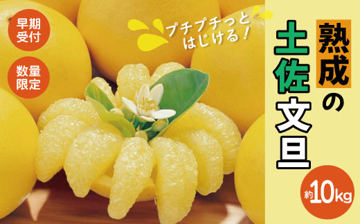 【早期受付・数量限定】熟成の土佐文旦10kg 家庭用 予約 先行 先行受付 早期 早期受付 数量限定 2026年配送 家庭用 10kg 大人気 リピーター 限定 国産 フルーツ 果物 旬 文旦 ぶんたん ブンタン 土佐文旦 柑橘 柑橘類 オススメ 四万十市 四万十 しまんと 高知県 高知 南国 土佐 四国 産地直送 農家直送 お取り寄せ 送料無料 【2026年2月下旬より発送】25-552