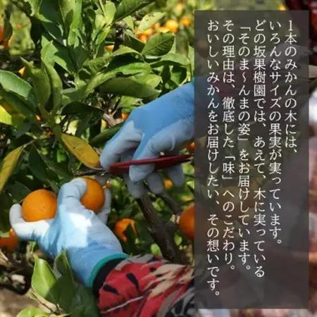 【発送月固定定期便】みかん好きに食べてほしい!旬を味わう、おいしい3種のみかん定期便　各5kg全3回【配送不可地域：離島・北海道・沖縄県】【4076072】