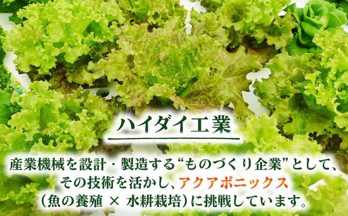 水耕栽培野菜 2株×3種（サニーレタス/グリーンリーフ/グリーンバター）吉富町/株式会社ハイダイ工業 [BGBT004]