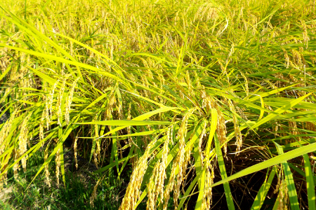 令和７年島根県産コシヒカリ10㎏（5㎏×2袋）【令和7年産 お米 コシヒカリ 10kg こしひかり 2025年産 米 おこめ こめ 島根県産】