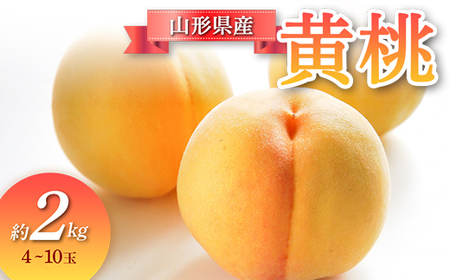 【先行予約 令和7年度発送】山形県産 黄桃 約2kg もも モモ 桃 デザート フルーツ 果物 くだもの 果実 食品 山形県 FSY-0685