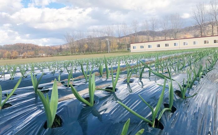 越冬熟成黒にんにく Lサイズ片 計300g（100g×3袋） | にんにく 野菜 黒にんにく ニンニク 北海道 | 株式会社弥生時代 [BOBG012]