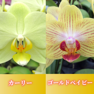 胡蝶蘭 花 ギフト イエロー系 5.5号 3本立ち お祝い プレゼント 【 胡蝶蘭 】　