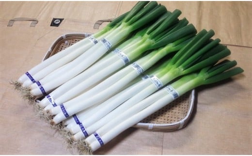 【KN01】南部町産　白ねぎ（根付き）<出荷開始12月予約>