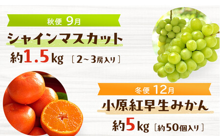 ＜定期便＞四季の美味しい果物詰め　年間４回に分けてお届け！