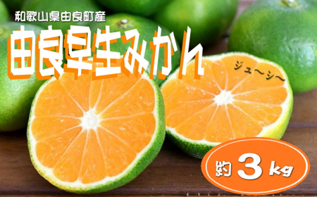 ≪秀品≫和歌山由良町産 由良早生みかん 約3kg サイズおまかせ【sml107C】