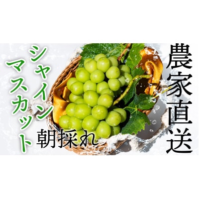 【2026年発送】農家直送のシャインマスカット4kg【配送不可地域：離島】