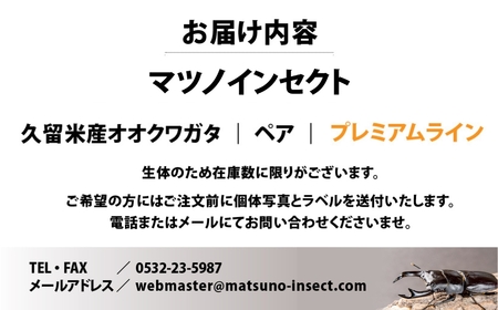 マツノインセクト 久留米産 オオクワガタ 83mm ペア プレミアムライン 国産 久留米 ブリーダー 松野 送料無料 愛知県 豊橋市