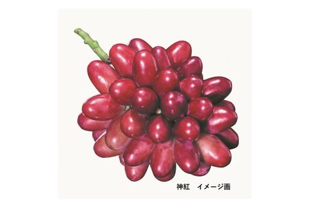 島根はまだの神紅ジャム 木箱入り ジャム フルーツジャム 神紅 ぶどう ブドウ ぶどうジャム 贈り物 贈答品 【032_2068】