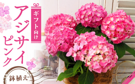 【先行予約】 母の日 アジサイ ピンク 花 はな ははのひ 植物 季節 贈答 祝い インテリア 感謝 ギフト プレゼント 鉢植え 5号鉢 京都 久御山 贈り物 デルムンド