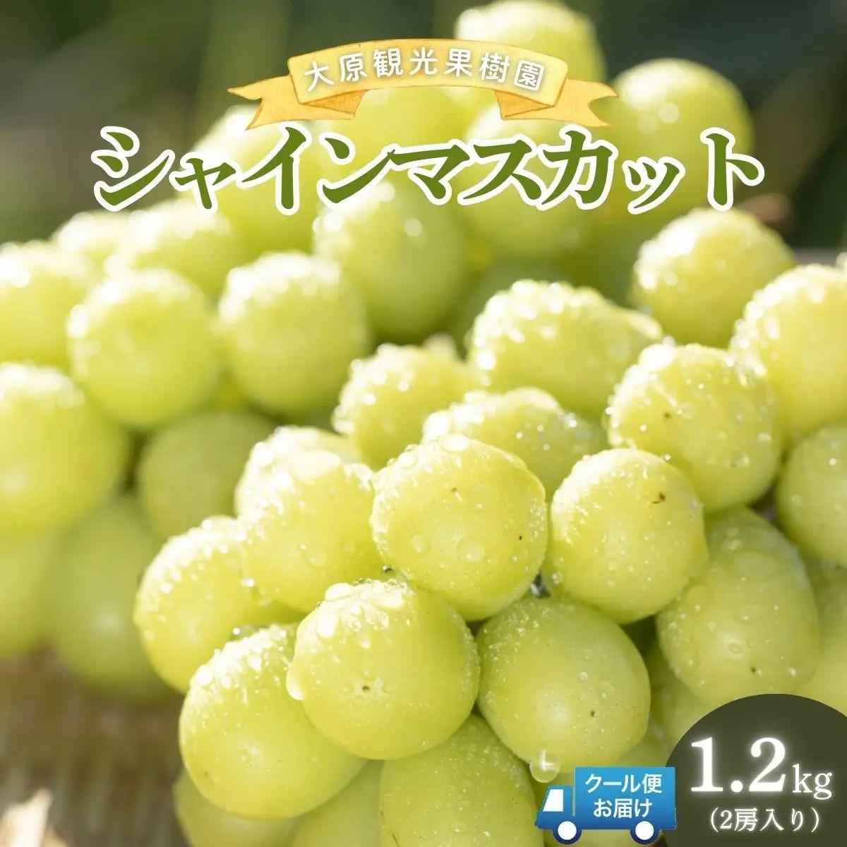 【2026年先行予約】［大原観光果樹園］シャインマスカット 2房（約1.2kg）