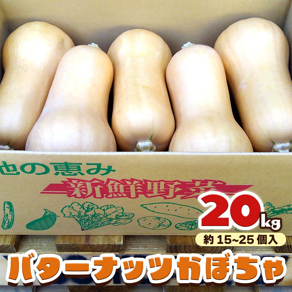 【ふるさと納税】バターナッツかぼちゃ 20kg [数量限定／期間限定] 9月中旬より順次発送｜南瓜 カボチャ 産地直送 農家直送 野菜 甘楽町産 群馬県産 吉田農場 先行予約 [0215]