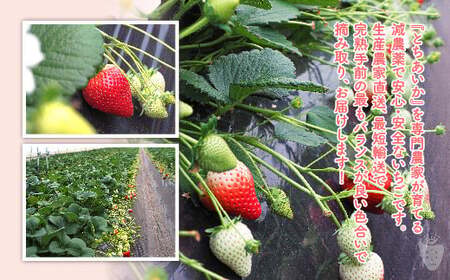 【先行予約】【数量限定】とちあいか 290g×6パック｜いちご イチゴ 苺 先行予約 栃木県 果物 くだもの フルーツ とちあいか 新鮮 贈答 ギフト 食べ比べ 真空パック ※2026年11月～発送