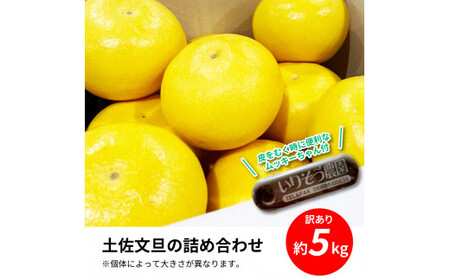 先行予約 土佐の柑橘 土佐文旦 5kg 詰め合わせ ちょっと ムッキーちゃん（皮むき機）付き 文旦 ぶんたん ブンタン 柑橘 高知県 高知 返礼品 故郷納税 10000円 果物 くだもの フルーツ お