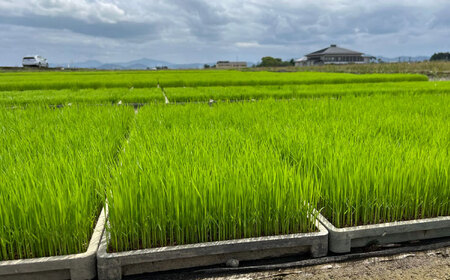 一鹿米 森のくまさん JAS米 白米 5k【株式会社 夢アグリ】