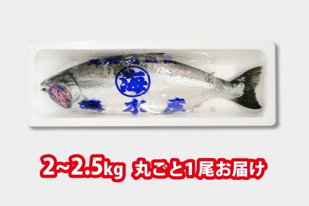 ＜2024年5月から順次発送＞ 北海道産 サクラマス 2～2.5kg まるごと 1尾 ＜ 予約商品 ＞