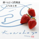 【ふるさと納税】選べる 発送月 発送回数 個数 いちご「とちおとめ」風早いちご園