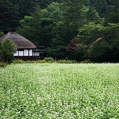 ふるさと納税 南相木村 蕎麦焼酎 天峰(てんほう)/ 720ml |  | 03