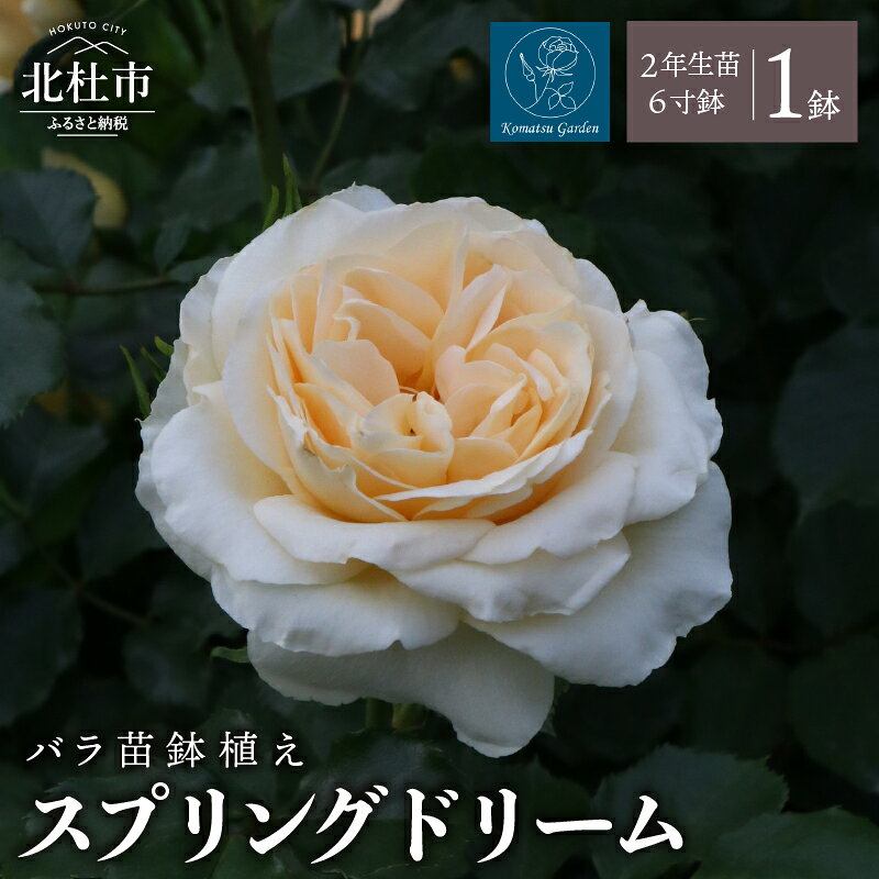 【ふるさと納税】 バラ 苗 鉢植え 花 スプリングドリーム 【2027年2月以降発送】 6寸鉢 2年生苗 四季咲き カップ咲き 早咲き 微香 つる性 国産ノイバラ台木使用 ガーデニング 初心者 母の日 父の日 贈り物 お祝い 送料無料