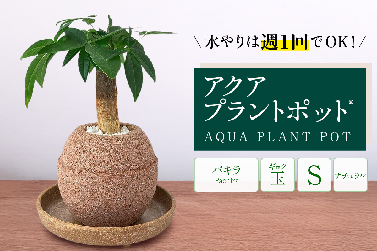 アクアプラントポットR　玉Ｓ 植木鉢パキラ（2127）