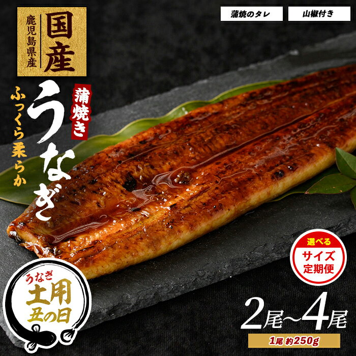 【ふるさと納税】【丑の日ギフト】7/9〜19までにお届け！(お申込みは7/13まで)＜選べるサイズ・定期便＞鹿児島県産うなぎ蒲焼き ふっくら肉厚 約250g 2〜4尾 木目化粧箱入（特製タレ・山椒付き） ウナギ 鰻