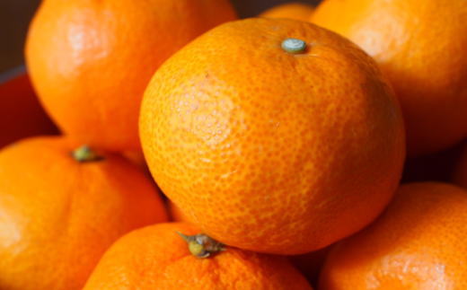 【高糖系】貯蔵越冬丹生系みかん約5kg（S～Lサイズおまかせ）★2025年2月下旬頃より順次発送