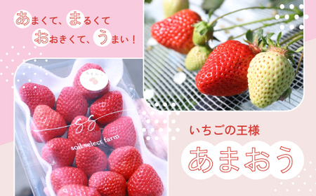 M585-3【先行予約】いちご あまおう 約280g×4パック 合計約1120g【令和8年1月より順次発送】