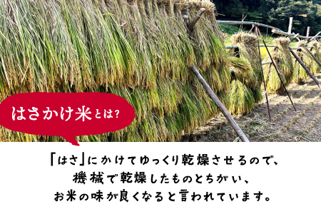 【令和6年度産新米5kg(天日乾燥)】と、やまあいピクルス【定番ピクルス３本セット】【YP-6】｜送料無料 ピクルス ぴくるす 米 新米 お米 野菜 やさい ごぼう きゅうり 生姜 ミニトマト うずら