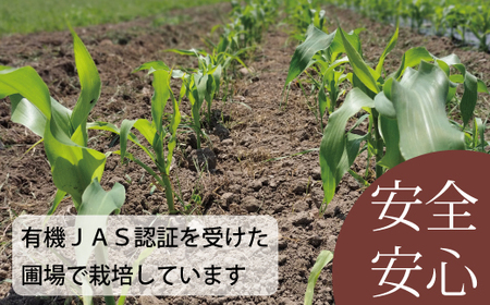 2026年予約 ホワイトコーン 有機栽培  無農薬 無化学肥料 北海道 甘い とうもろこし トウモロコシ コーン 北海道産 アサンテファーム 朝採り 朝採れ 新鮮 旬 コーン 数量限定【AO-001】