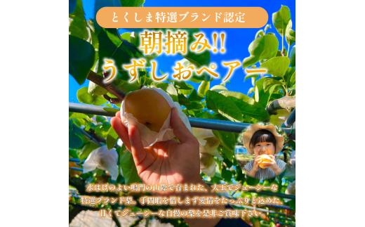 【2027年先行予約】梨 なし ご家庭用 5kg以上 10〜16玉  2027年 8月順次発送 うずしおペアー 果物 フルーツ デザート 旬 新鮮 季節 秋 人気 おすすめ ギフト プレゼント 贈答 