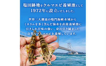 活〆 急速冷凍 クルマエビ 250g　【冷凍発送】