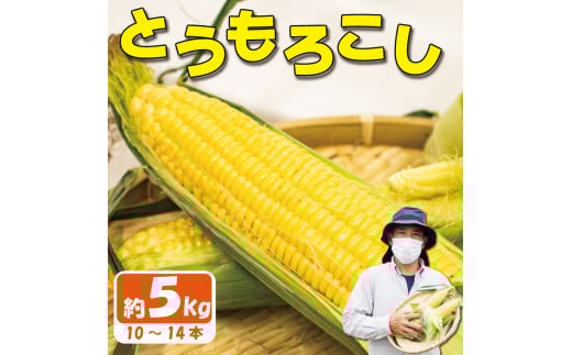【 先行予約 】 とうもろこし スイートコーン おおもの  約 5kg 《2025年6月～順次発送》 野菜 サラダ 新鮮 キャンプ バーベキュー 特産物 生産者直送 徳島県 阿波市 四国