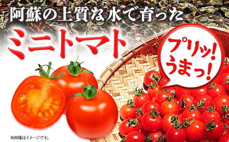 ぷりうまミニトマト ドライミニトマト セット 計900g トマト ミニトマト 野菜 GTOファーム 熊本県 南阿蘇村《2026年7月上旬-10月末頃出荷》