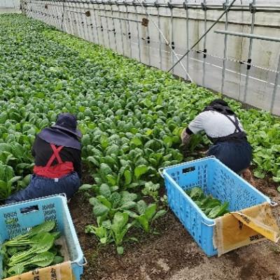 ふるさと納税 浜田市 弥栄町産野菜のおまかせセット |  | 03