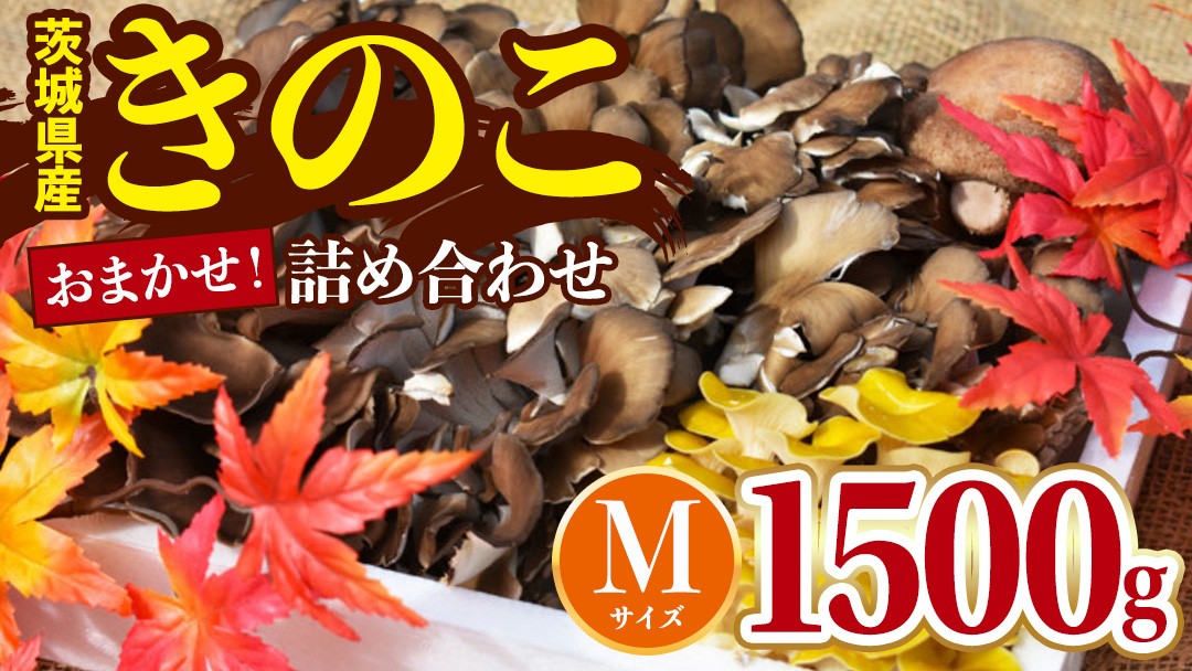 
                  きのこ の 詰め合わせ Mサイズ(約1500g) 茨城県 城里町産 舞茸 椎茸 あわび茸 たもぎ茸 はなびら茸 完全室内栽培 栄養豊富 こだわりのキノコ詰め合わせ 直送 新鮮 セット (AU001)
                