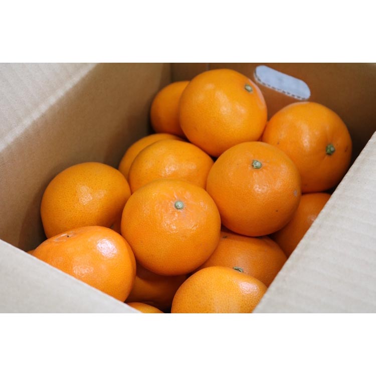 せとか　約5kg　秀品 ※2026年2月下旬～4月中旬頃より順次発送予定