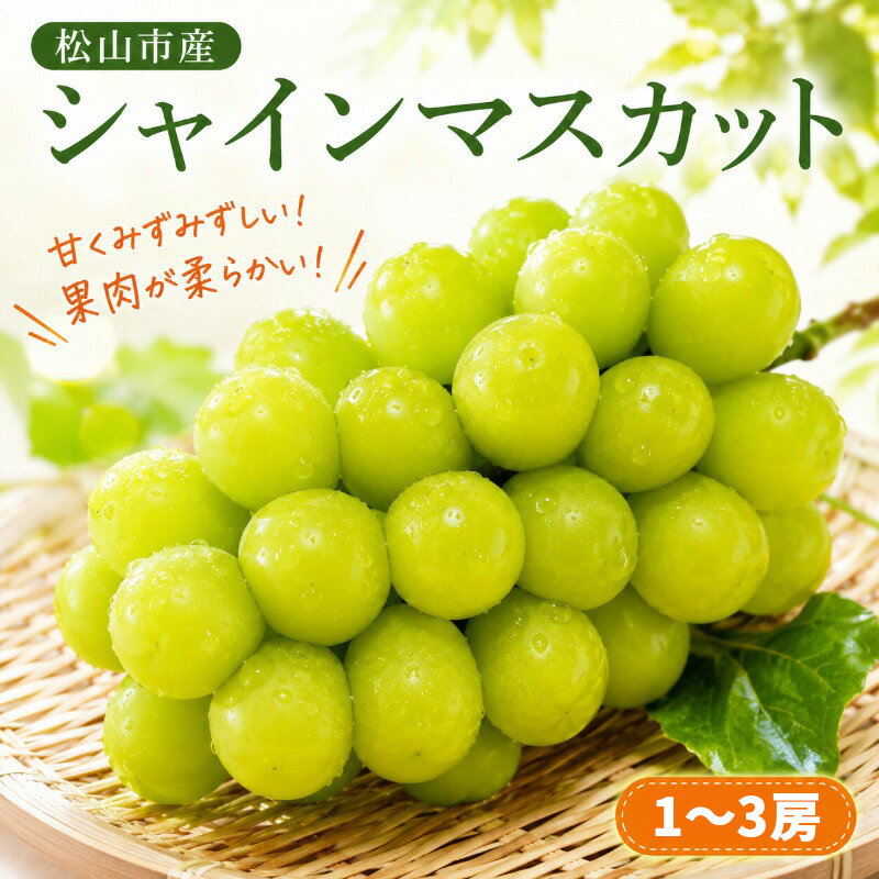 【ふるさと納税】【2026年8月上旬頃から順次発送】選べる！ シャインマスカット 1～3房 ｜松山市産シャインマスカット種なし ますかっと ぶどう 大粒 果物 おすすめ フルーツ 酸味 松山 愛媛