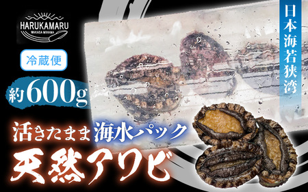 天然 あわび 約600g 海水パックにて活きたままお届け！あわび  [m36-d001]
