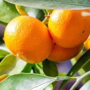 [秀品]和歌山有田みかん約4kg(2Lサイズ)「2025年11月中旬より順次発送」(日高町)【1297148】