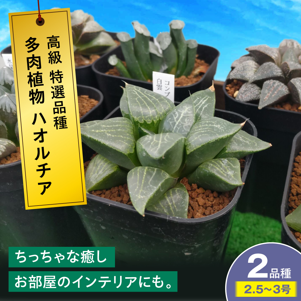 多肉植物 高級ハオルチア2品種2鉢セット 室内 植物 セット ハオルシア クリスタルプランツ 三次市/園芸王国パスタイム [APCJ007]