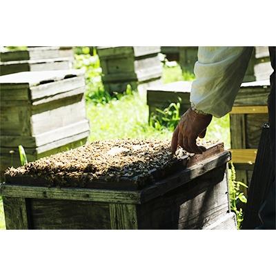 ふるさと納税 訓子府町 北海道産天然はちみつ　菩提樹　1kg |  | 01